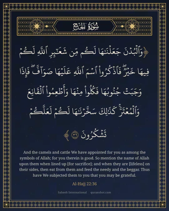 Al-Hajj 22:36 — وَٱلْبُدْنَ جَعَلْنَـٰهَا لَكُم مِّن شَعَـٰٓئِرِ ٱللَّهِ لَكُمْ فِيهَا خَيْرٌ ۖ فَٱذْكُرُوا۟ ٱسْمَ ٱللَّهِ عَلَيْهَا صَوَآفَّ ۖ فَإِذَا وَجَبَتْ جُنُوبُهَا فَكُلُوا۟ مِنْهَا وَأَطْعِمُوا۟ ٱلْقَانِعَ وَٱلْمُعْتَرَّ ۚ كَذَٰلِكَ سَخَّرْنَـٰهَا لَكُمْ لَعَلَّكُمْ تَشْكُرُونَ